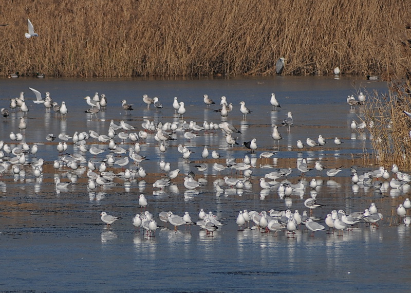 Stagno di Focognano